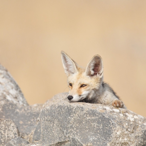 מועצה אזורית גולן (2).jpg