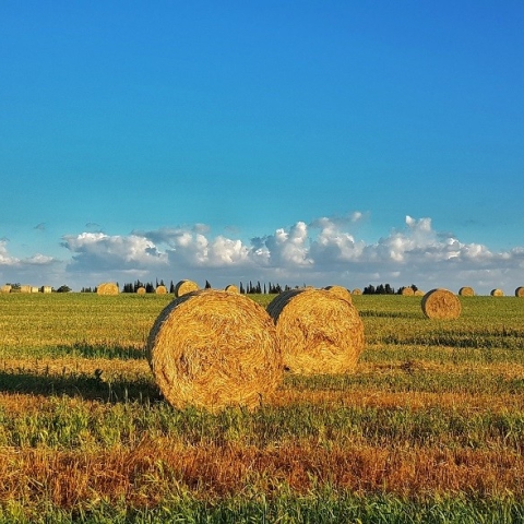 מועצה אזורית גולן (5).jpeg