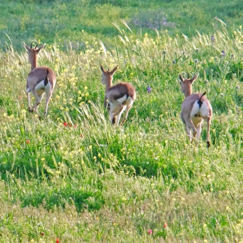 מועצה אזורית גולן (3).jpg