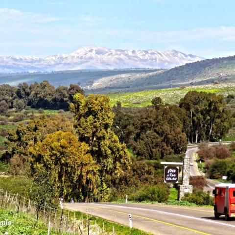 מועצה אזורית גולן (1).jpg