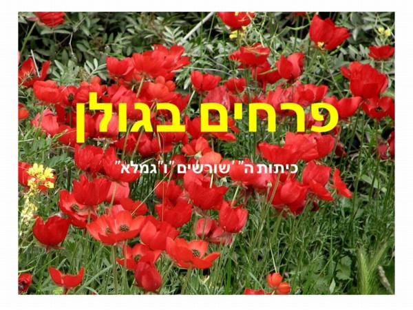 פרחים בגולן