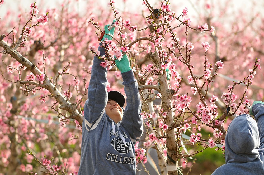 עבודה במטע פורח, צילום יהודה וינברג
