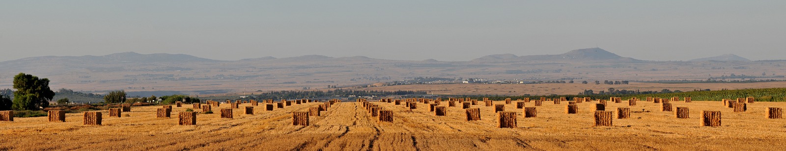 שדה חיטה קצור, צילום יהודה וינברג