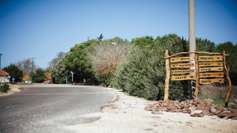 אלוני הבשן (4).jpg