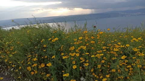 כפר חרוב (1).jpeg