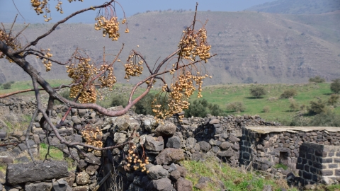 מעלה גמלא (3).JPG