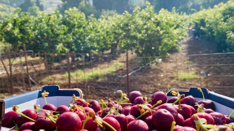דובדבנים ומטע.jpg