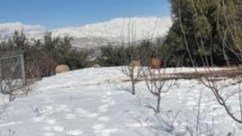 מושב אודם (1).jpg